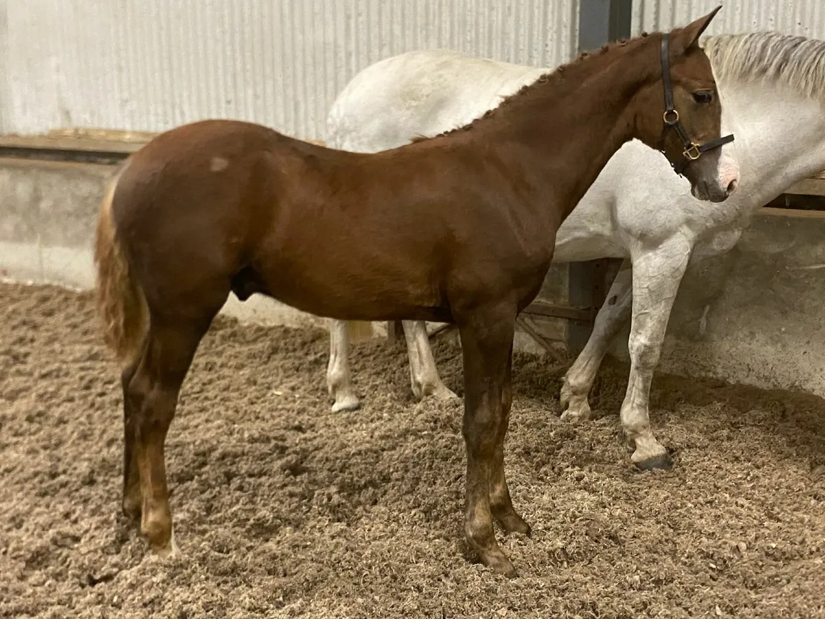 Sligo Candy Boy Colt Foal - Image 1