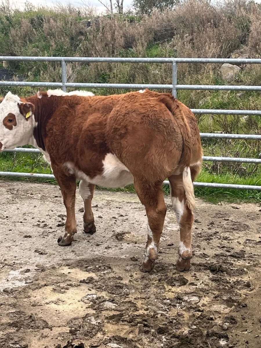 6 Heifer weanlings for Balla Tuesday 30th sept - Image 1