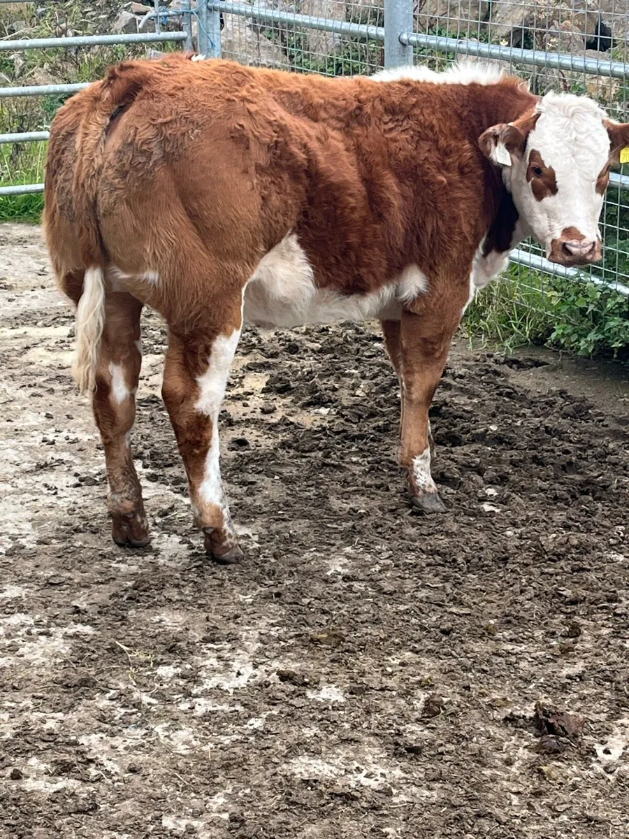 6 Heifer weanlings for Balla Tuesday 30th sept - Image 2