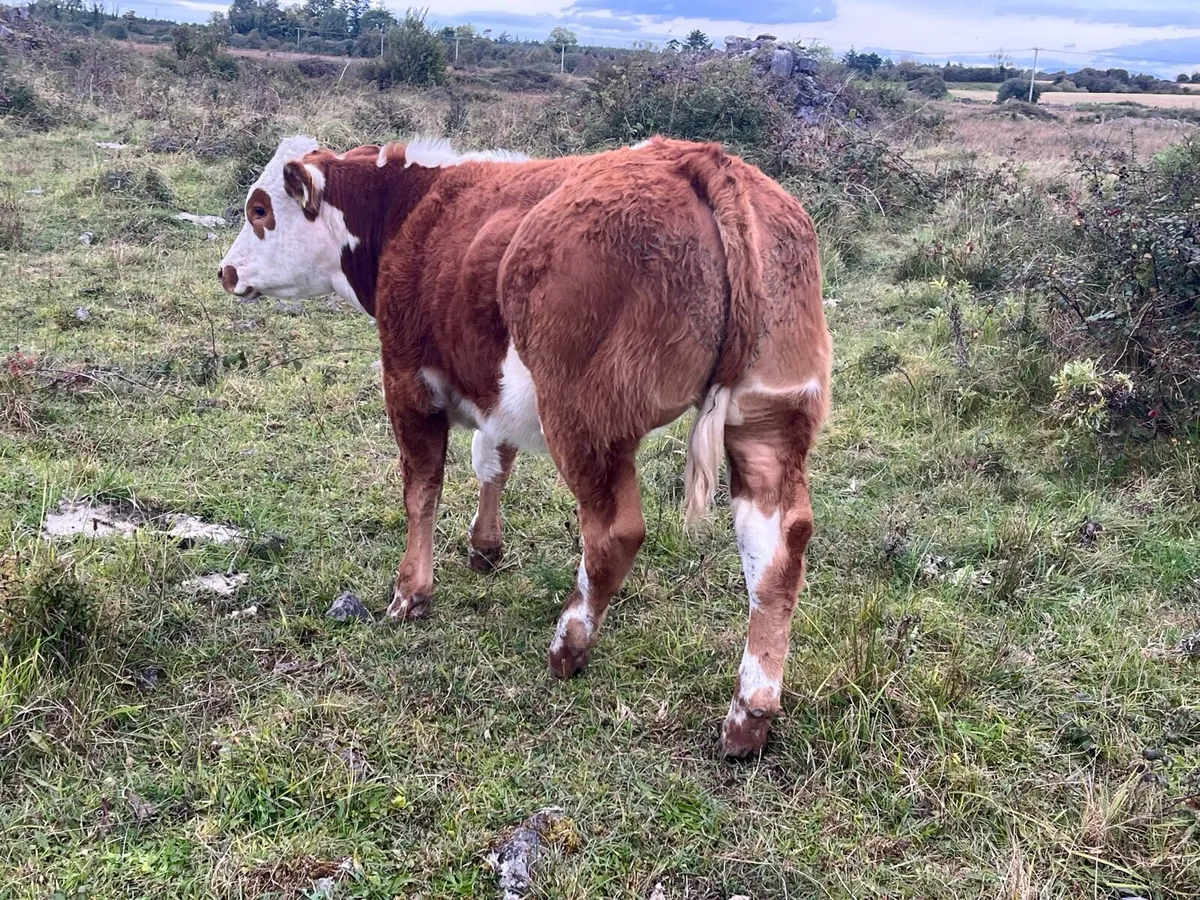 6 Heifer weanlings for Balla Tuesday 30th sept - Image 3