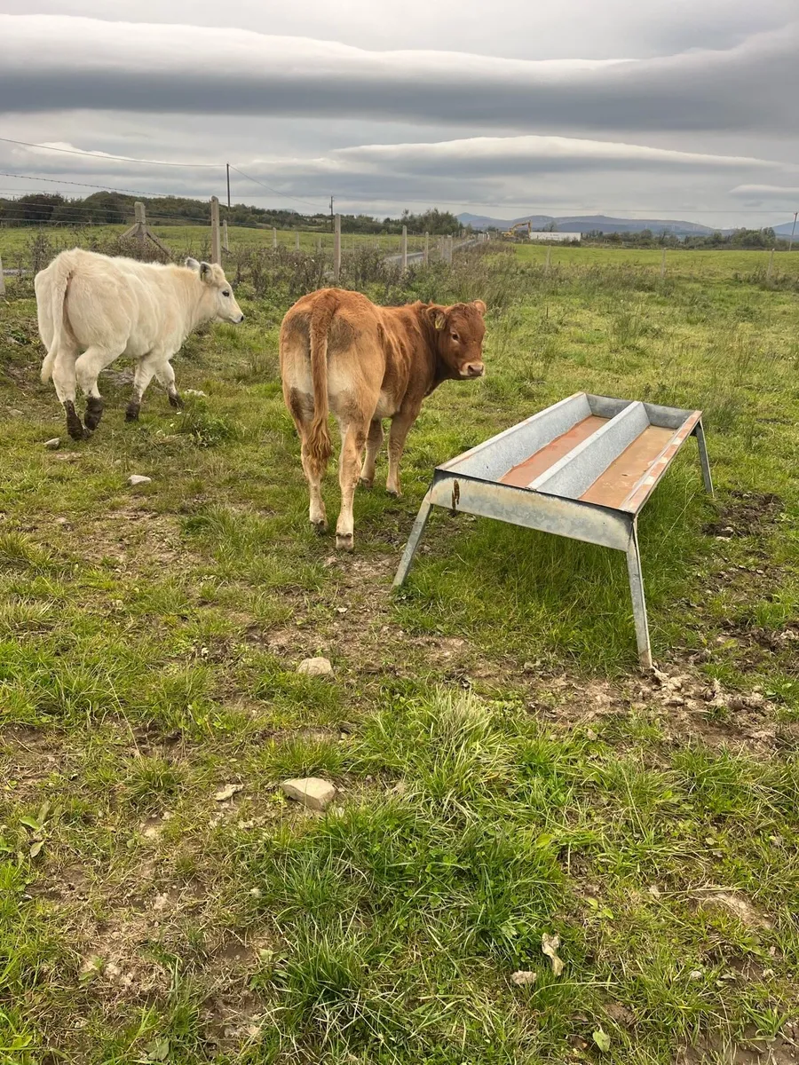 6 Heifer weanlings for Balla Tuesday 30th sept - Image 4