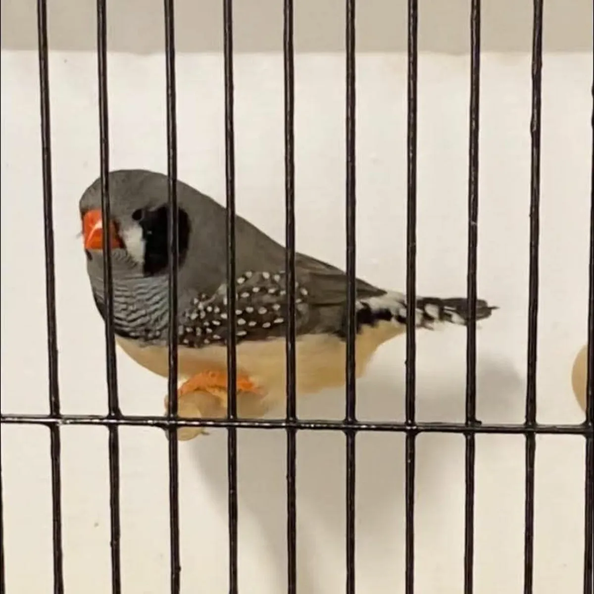 Zebra , budgie , canary - Image 2