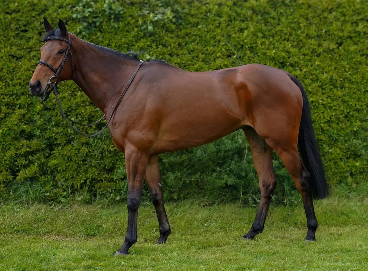 Thoroughbred Gelding - Image 1