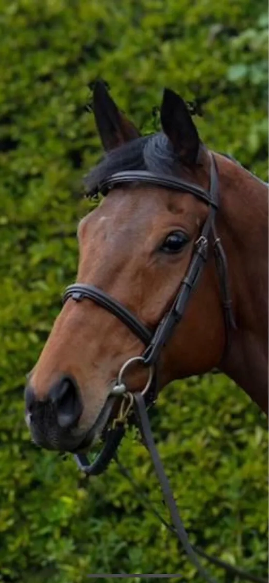 Thoroughbred Gelding - Image 2