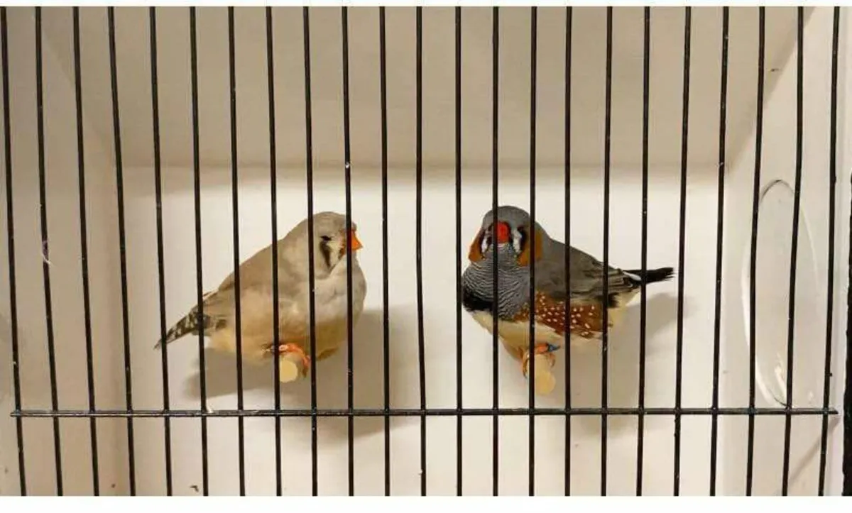 Zebra , budgie , canary - Image 3