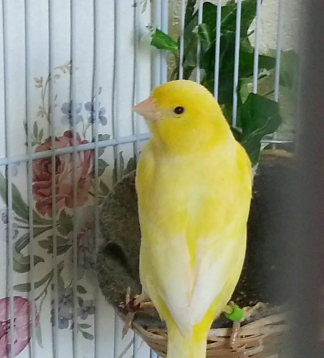 Zebra , budgie , canary - Image 4