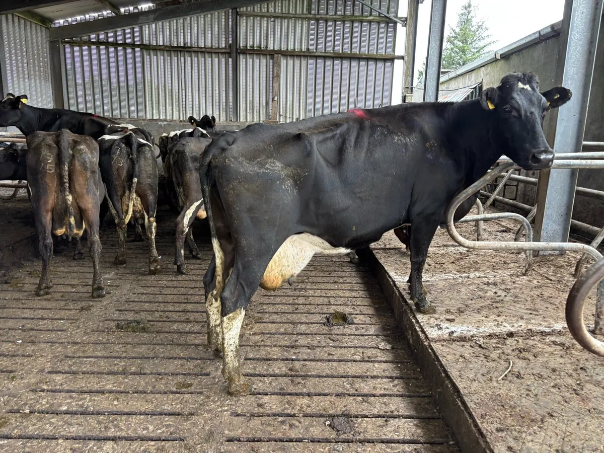 15 Empty Fr Cows - Image 2