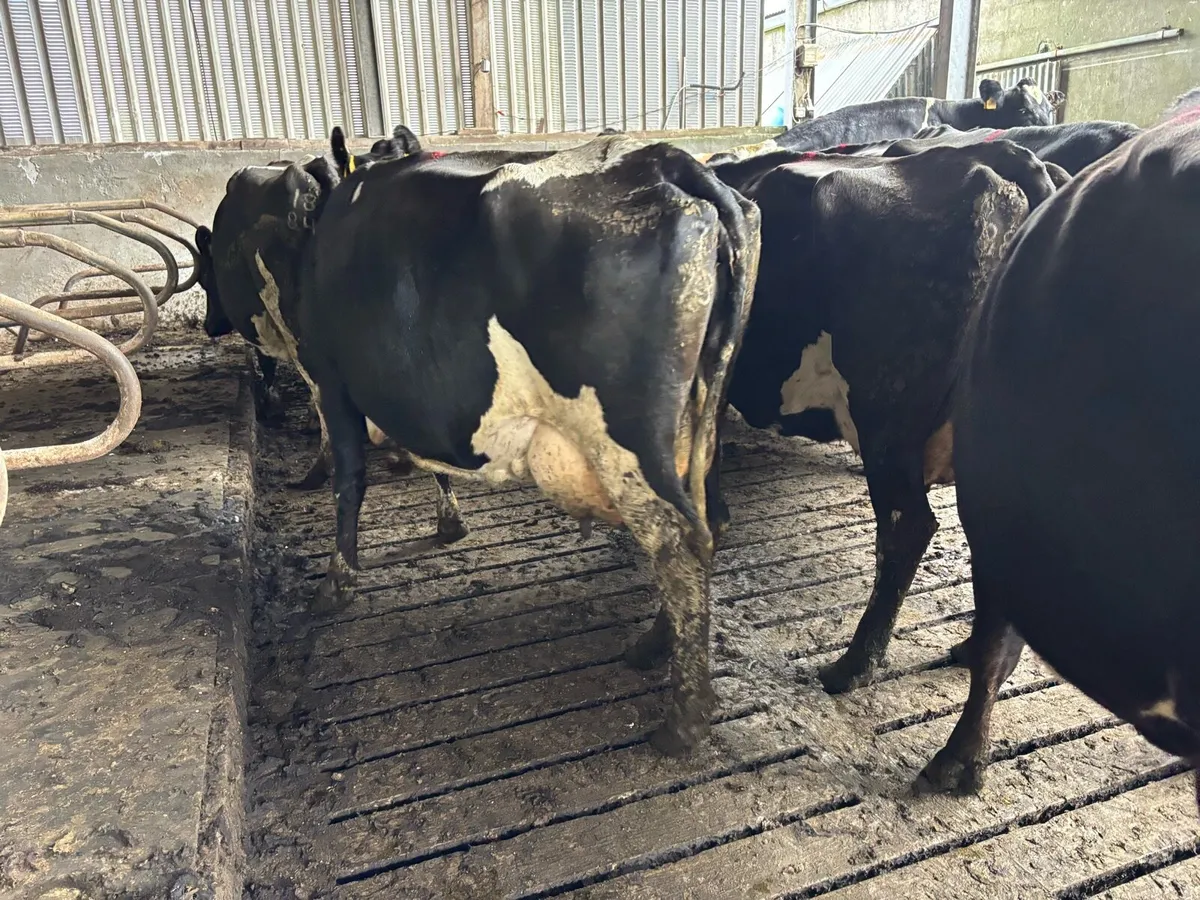 15 Empty Fr Cows - Image 3