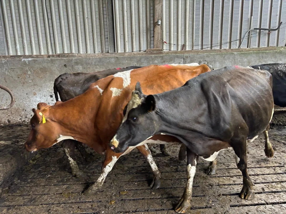 15 Empty Fr Cows - Image 4