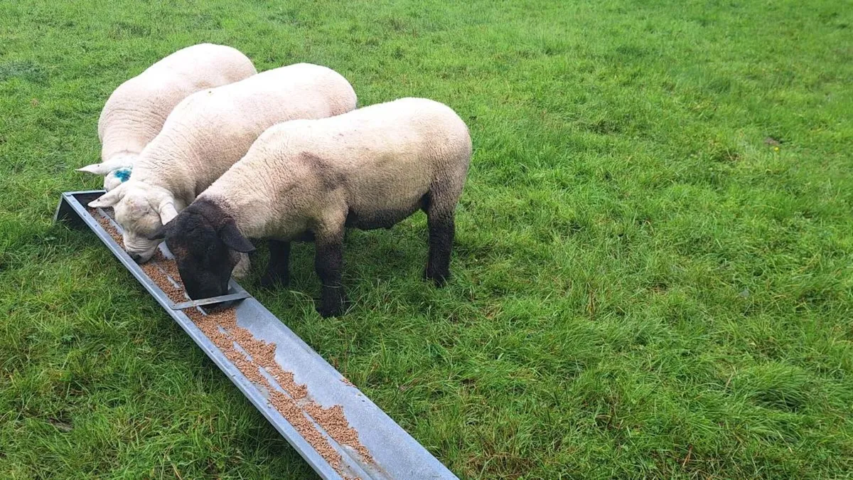 Pedigree Suffolk Ram - Image 2
