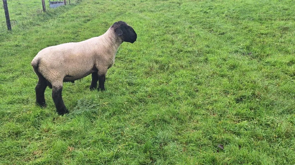 Pedigree Suffolk Ram - Image 3