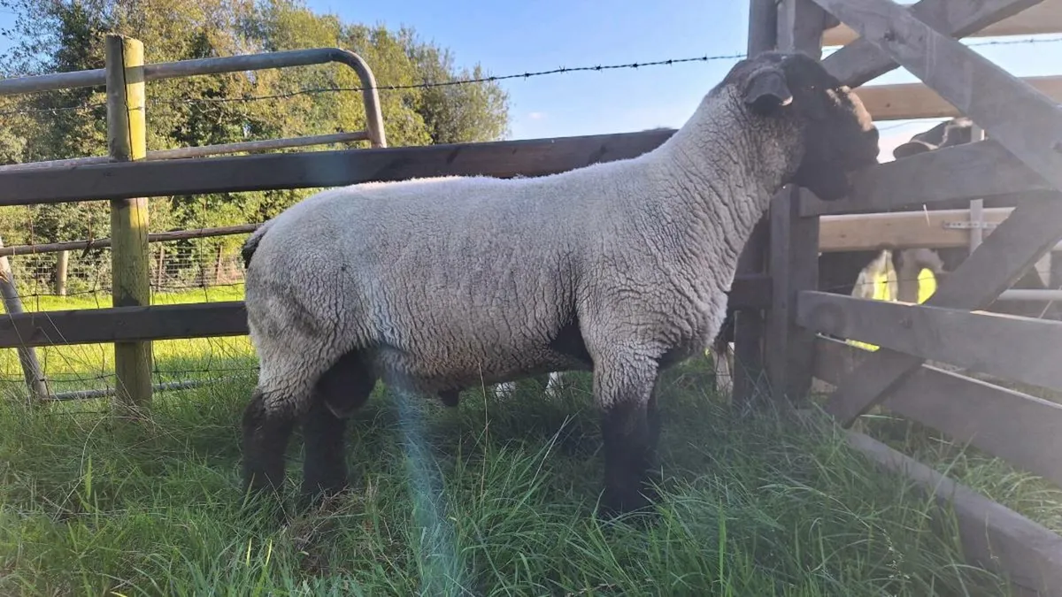 Pedigree Suffolk Ram - Image 1