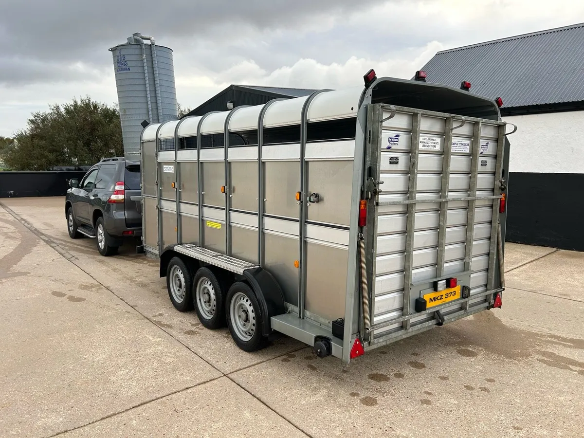 ## 14ft Iforwilliams cattle trailer ## - Image 1