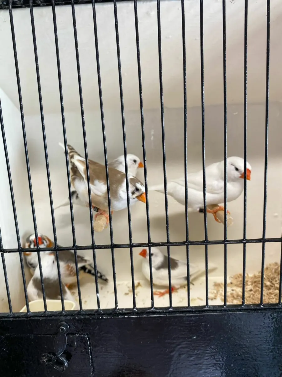 Zebra , budgie , canary - Image 1