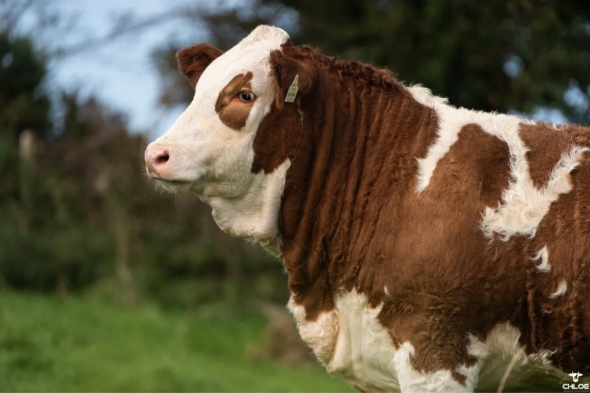 Simmental X Heifers Ballymote October 4th - Image 1