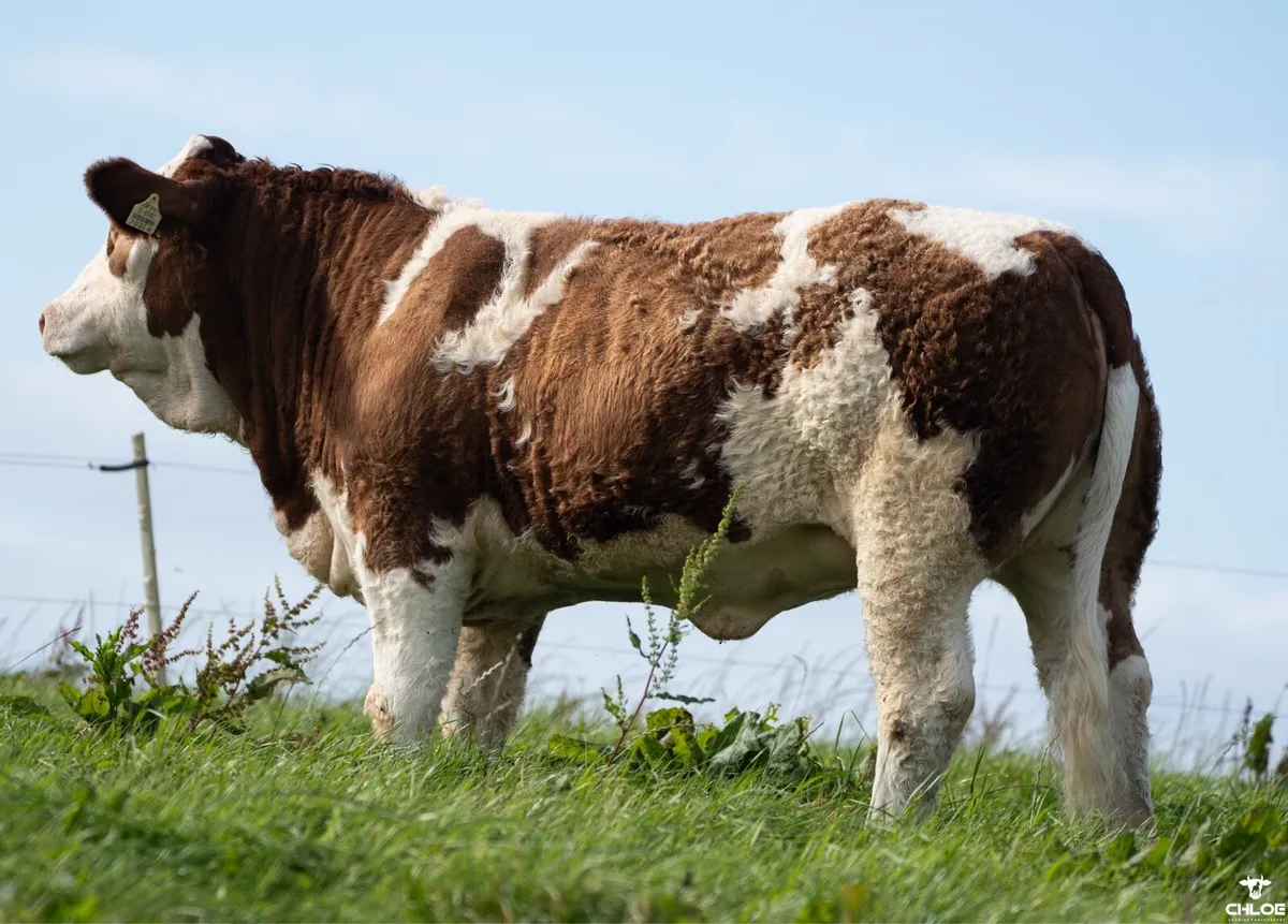 Simmental X Heifers Ballymote October 4th - Image 2