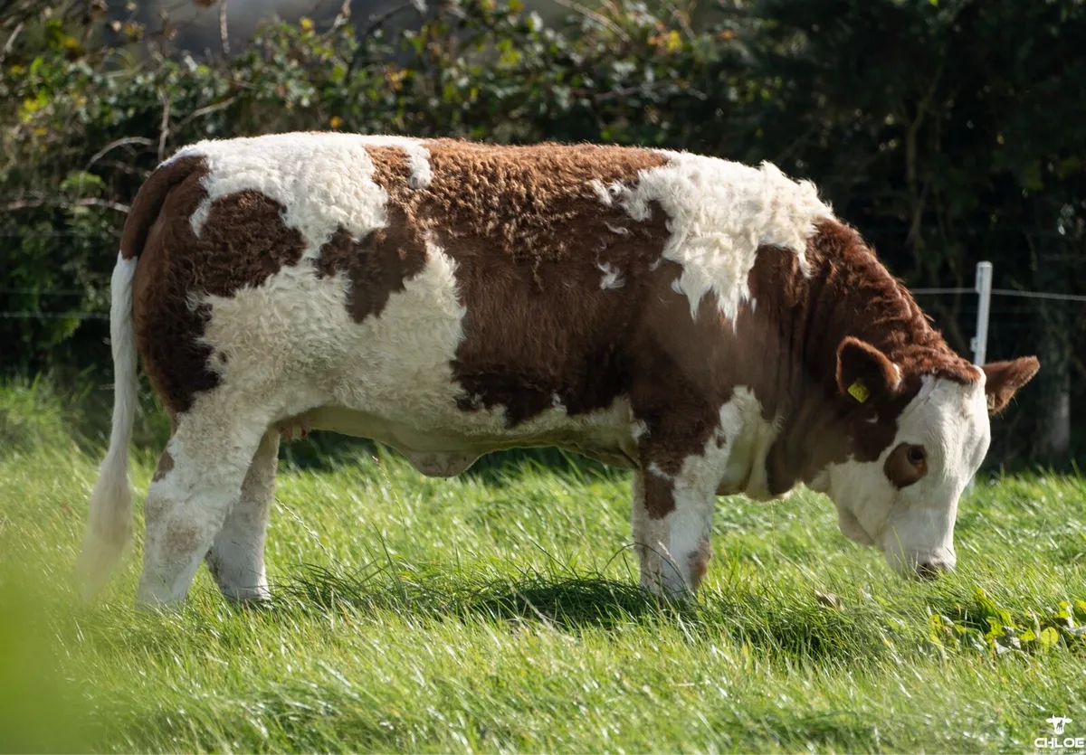 Simmental X Heifers Ballymote October 4th - Image 3