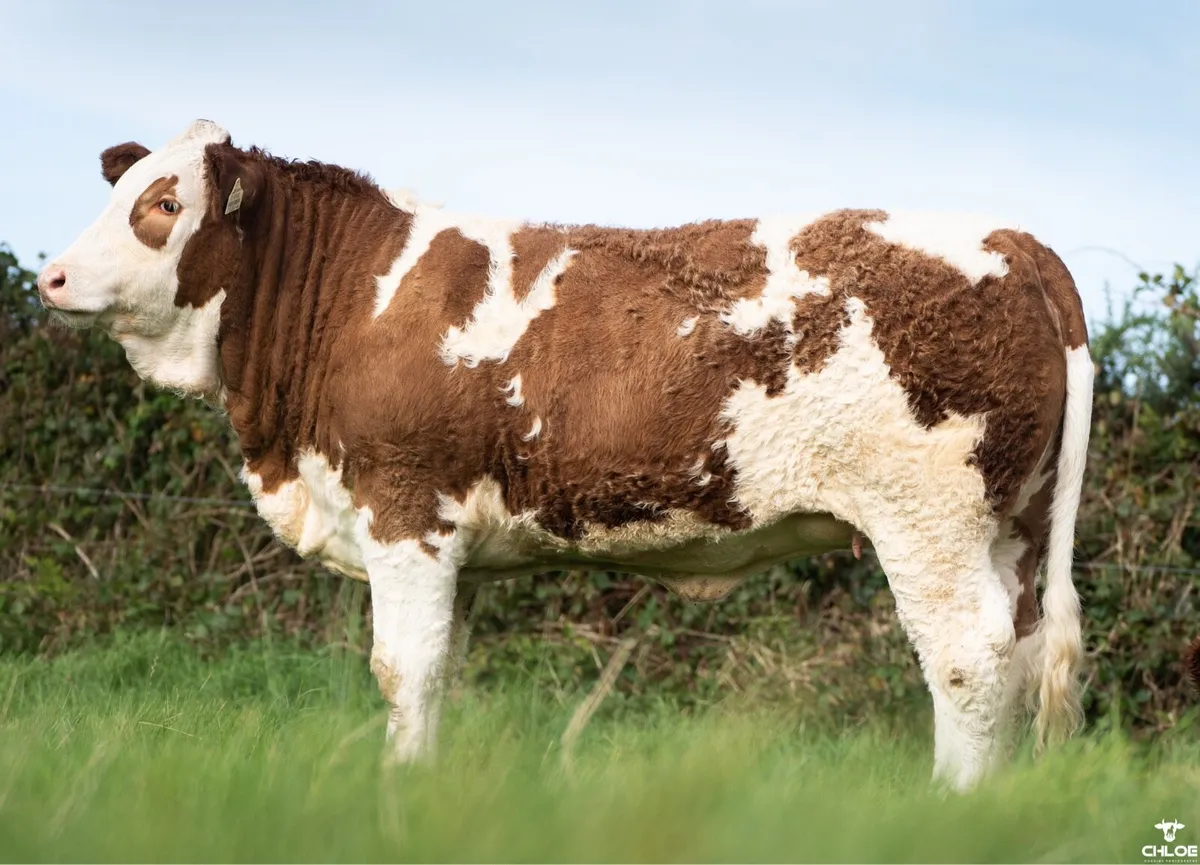 Simmental X Heifers Ballymote October 4th - Image 4