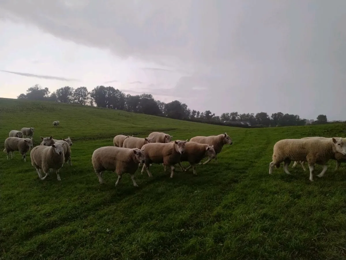 Wicklow Cheviot Show & Sale - Image 2