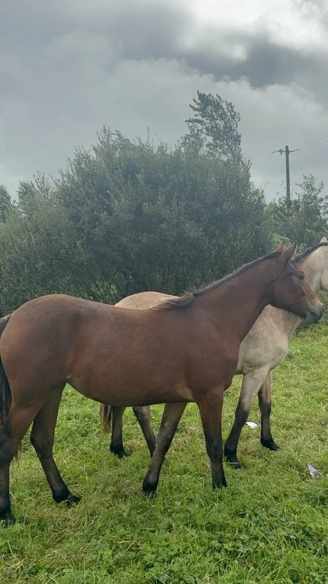 🌟 TWO YEARLING FILLIES 🌟 - Image 1