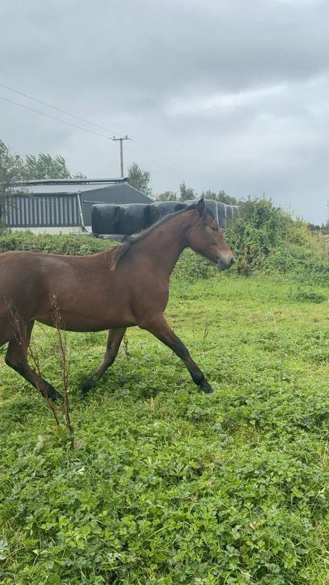 🌟 TWO YEARLING FILLIES 🌟 - Image 2