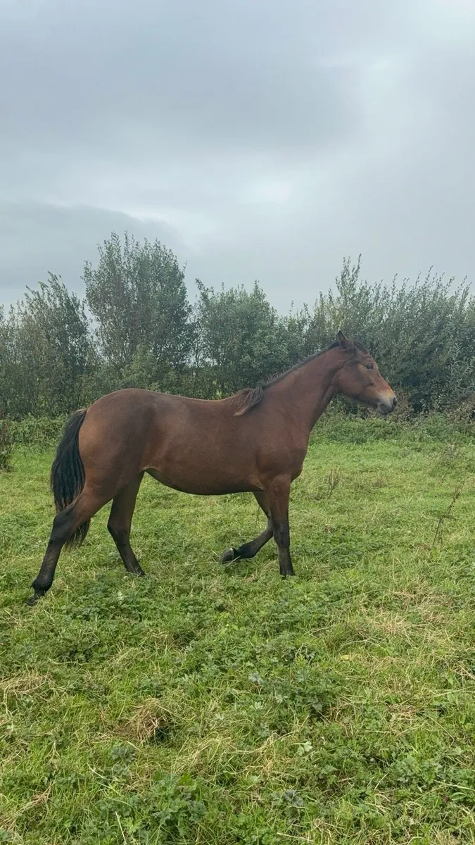 🌟 TWO YEARLING FILLIES 🌟 - Image 3