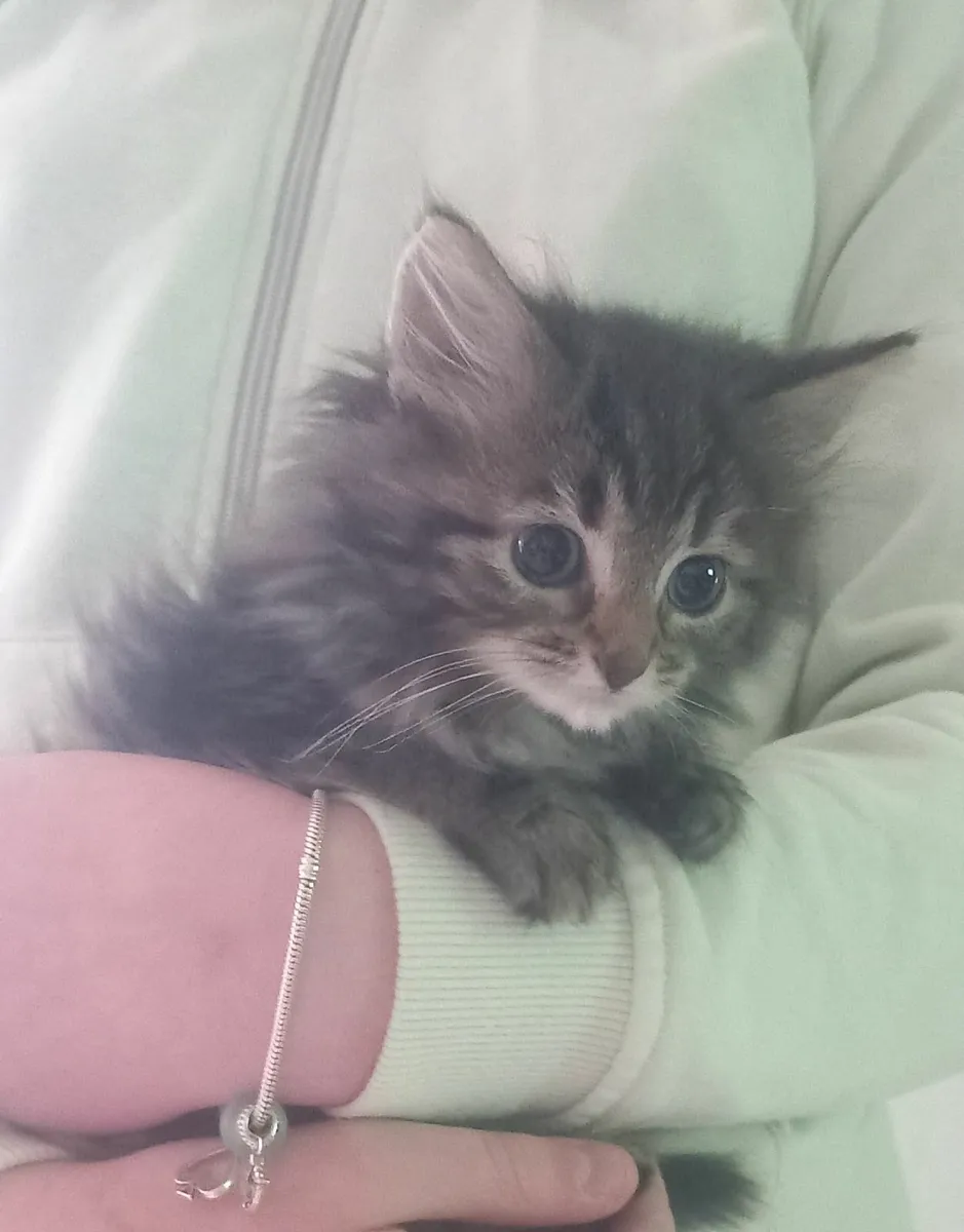 Beautiful long haired kittens - Image 1