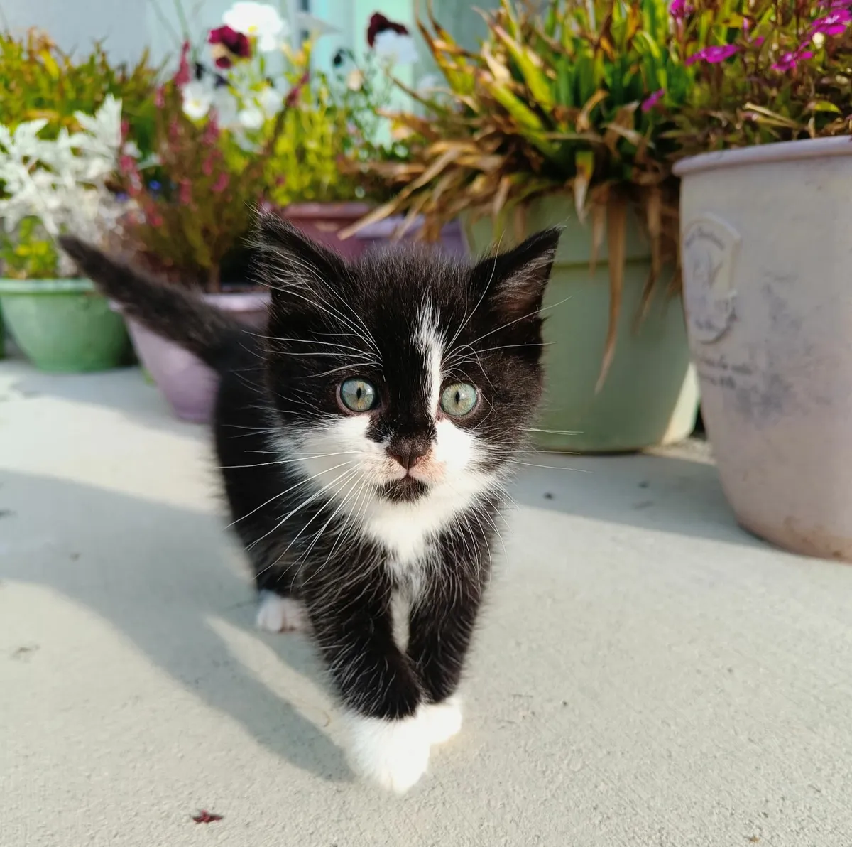 Kitten - Image 1