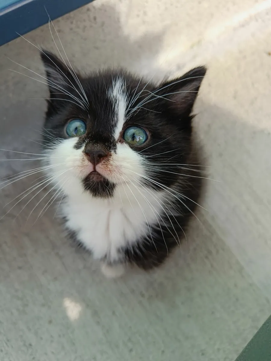 Kitten - Image 2