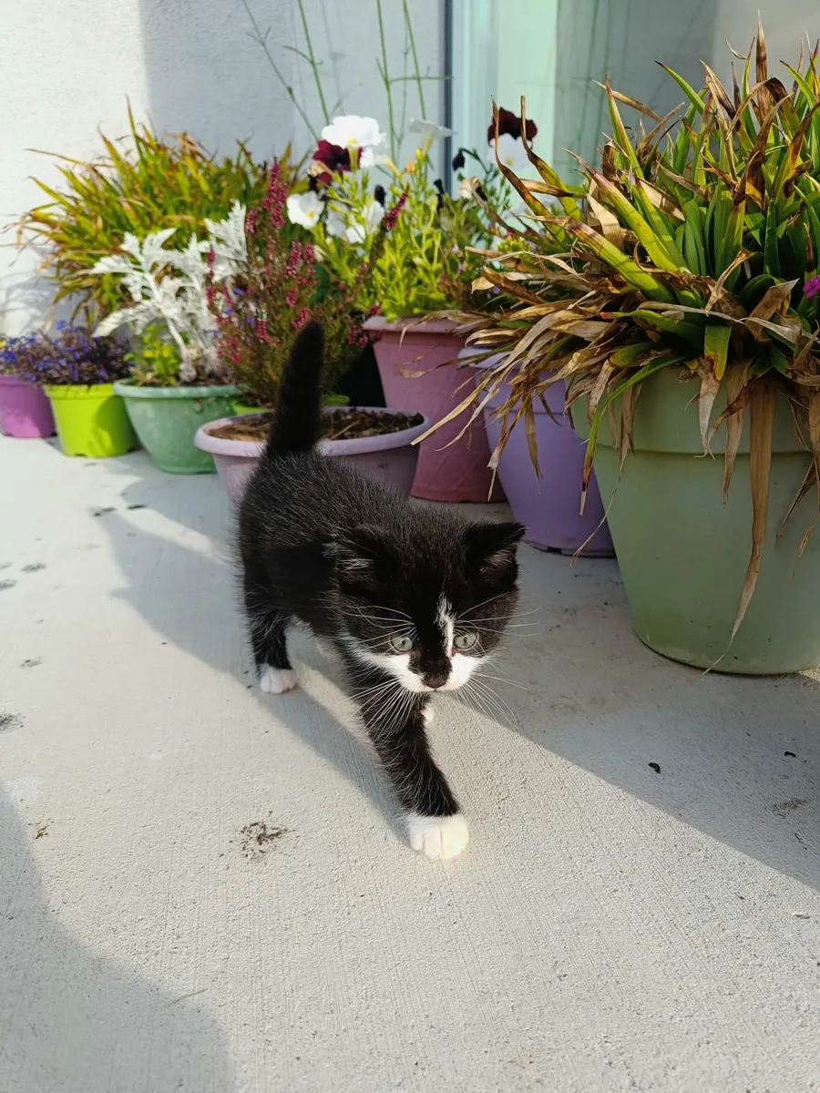 Kitten - Image 3
