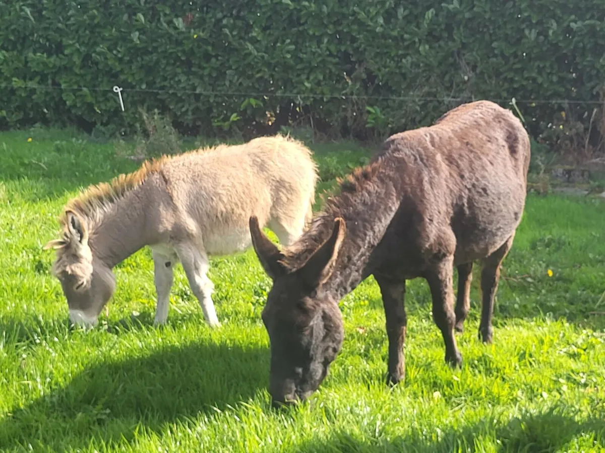 Mare Donkey & Foal - Image 1
