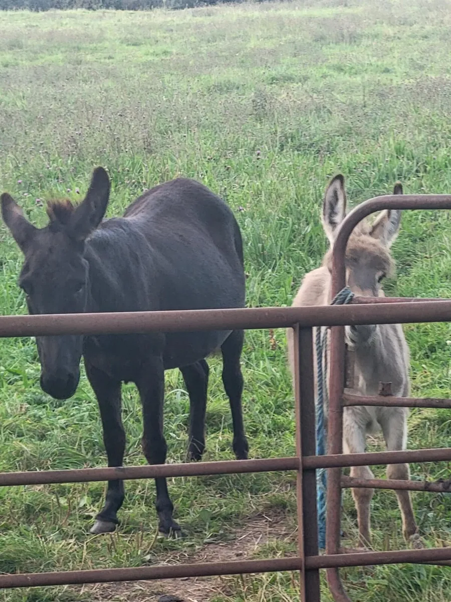 Mare Donkey & Foal - Image 2