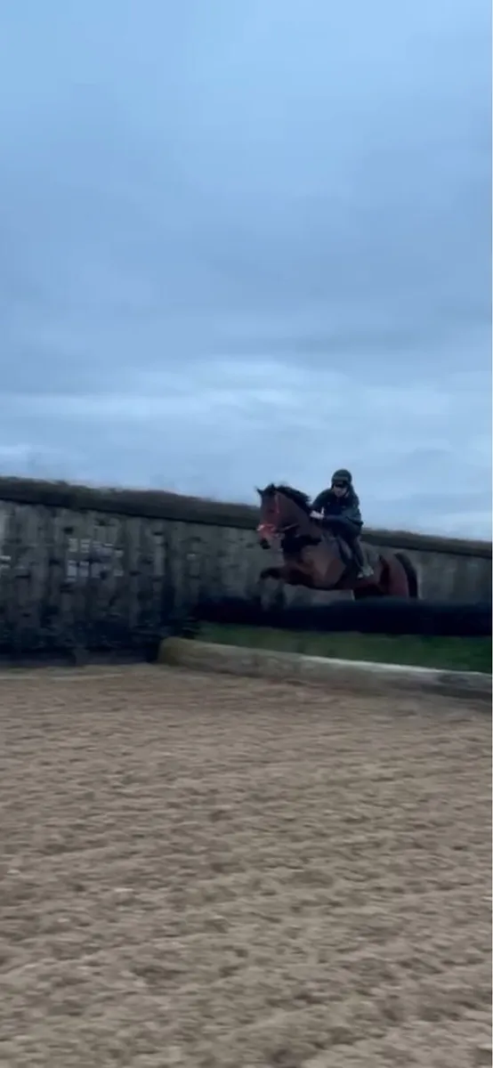 Thoroughbred Gelding - Image 3