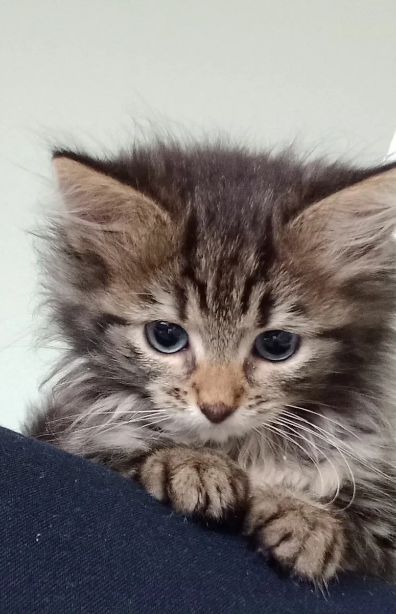 Beautiful long haired kittens - Image 2