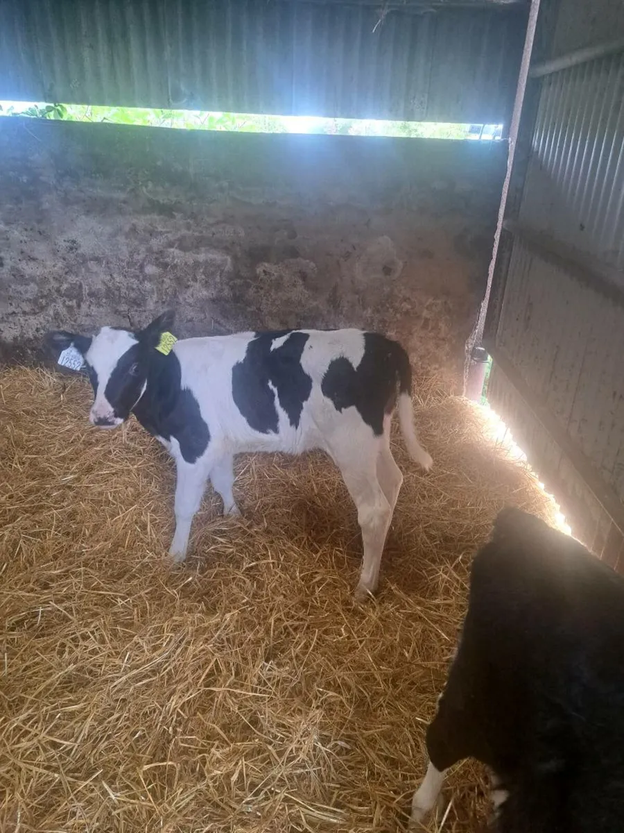Pedigree British fresian heifer calves - Image 1