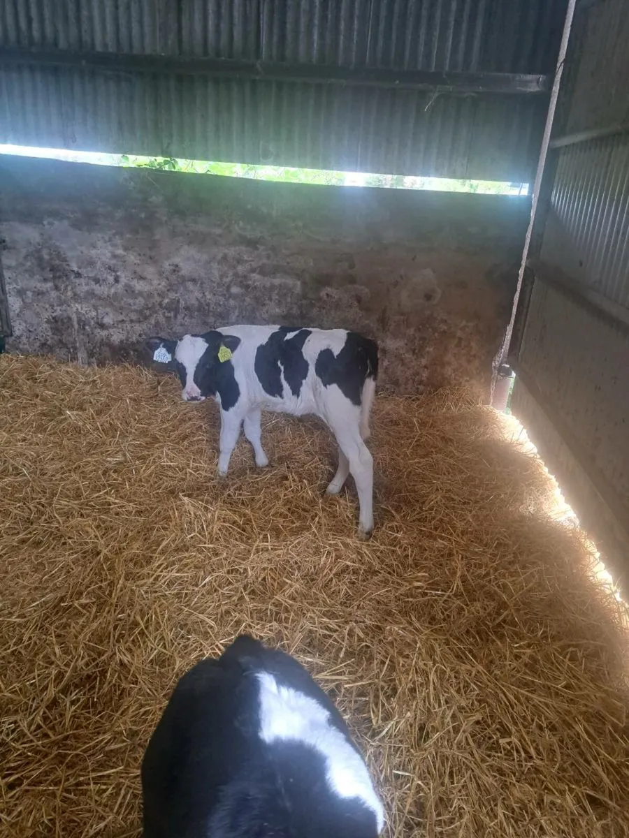 Pedigree British fresian heifer calves - Image 2