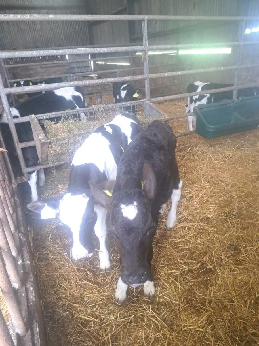 Pedigree British fresian heifer calves - Image 3