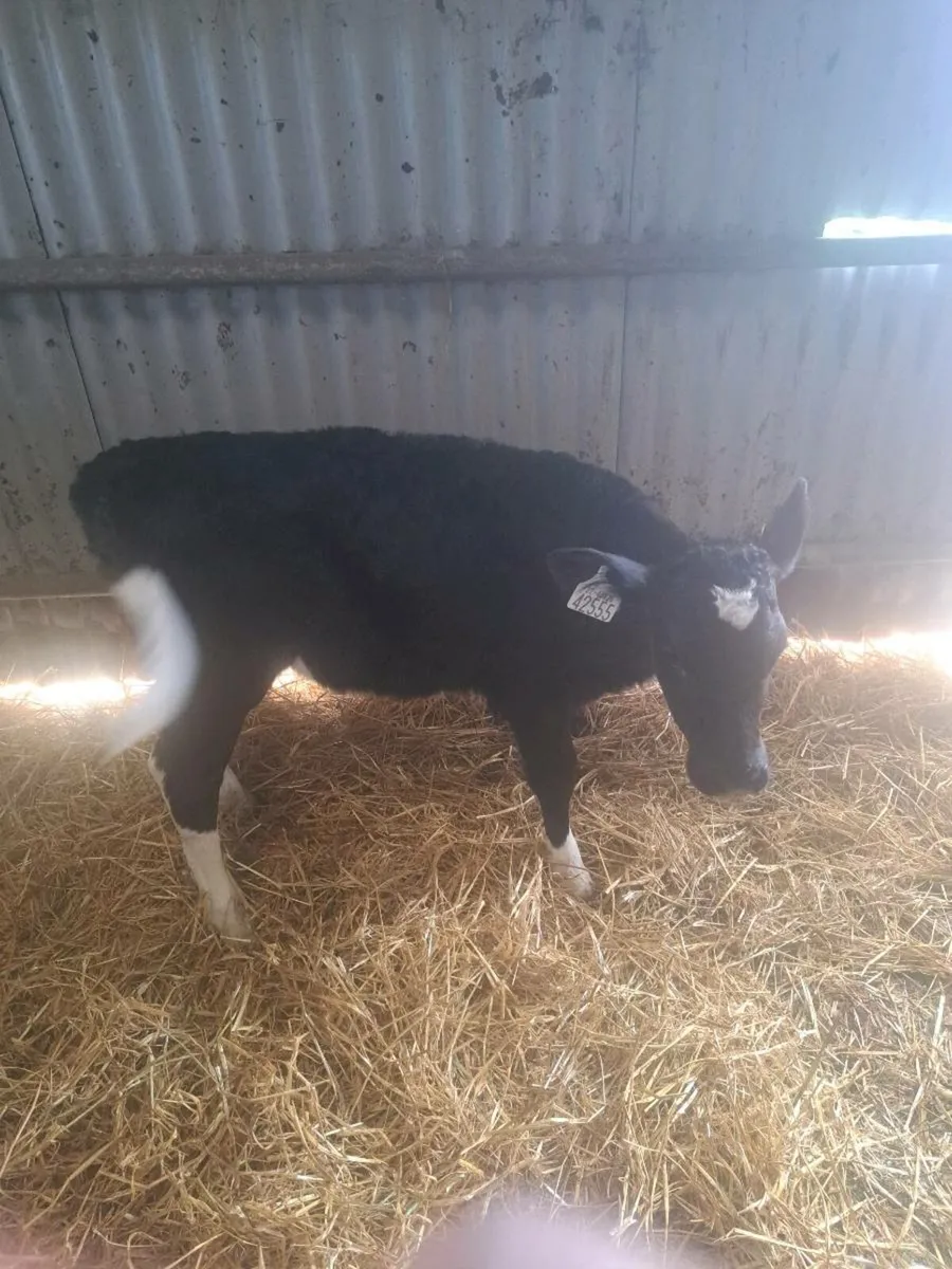 Pedigree British fresian heifer calves - Image 4