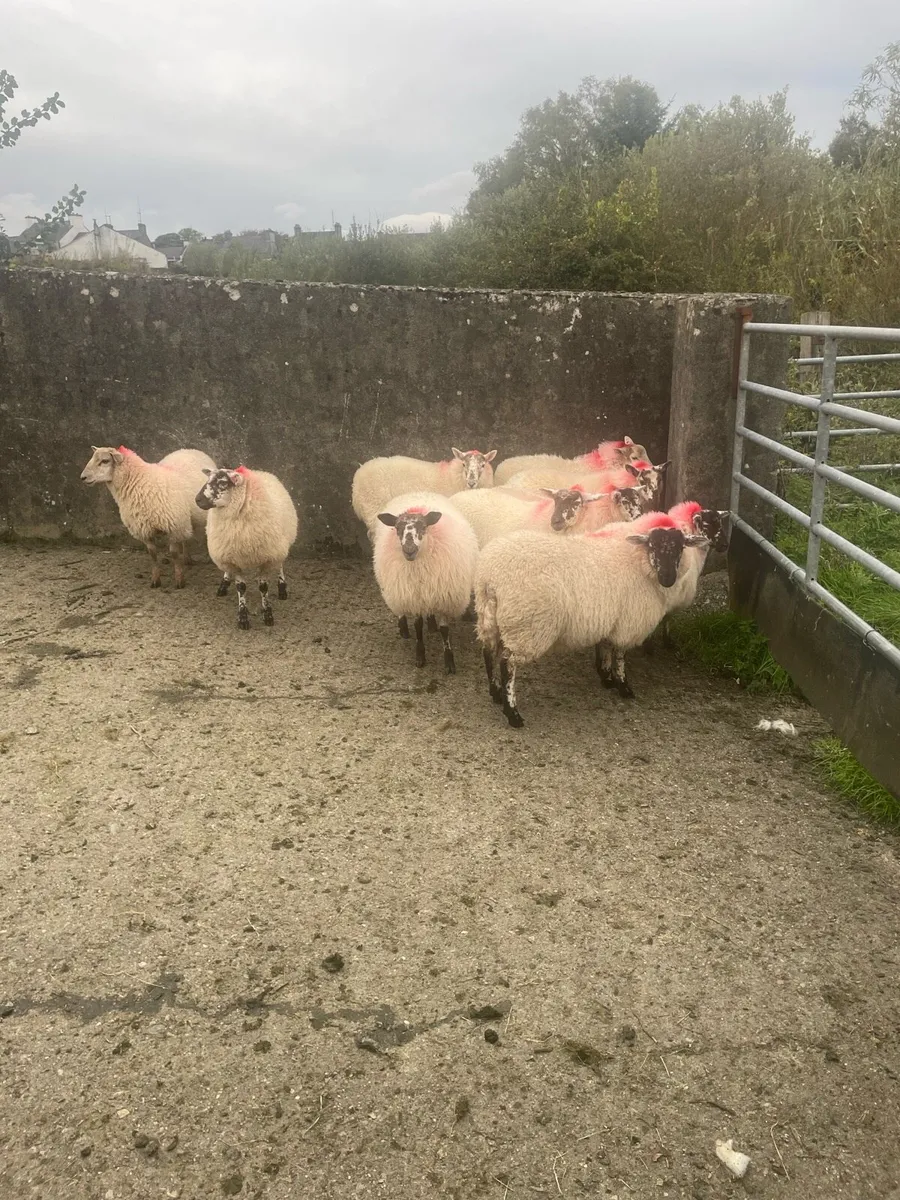 Ewe lambs - Image 1