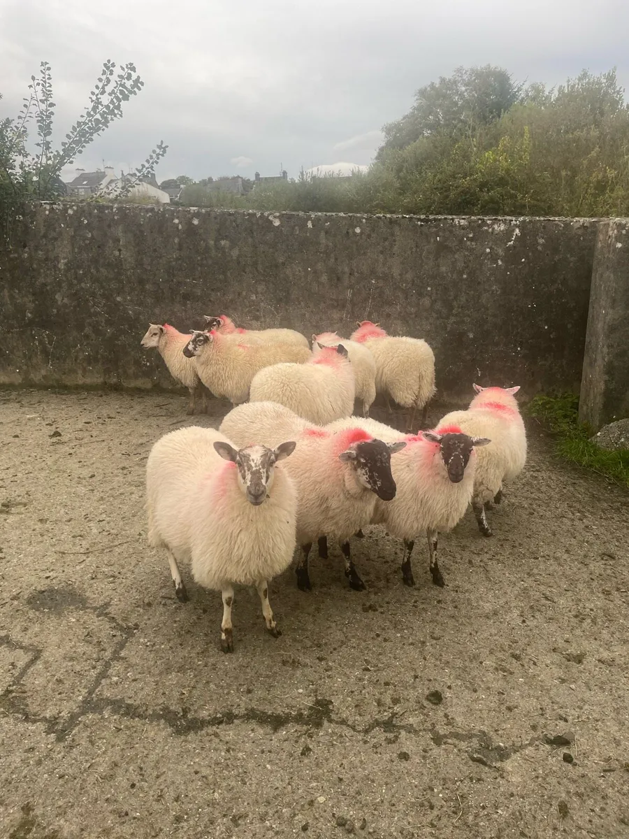 Ewe lambs - Image 2