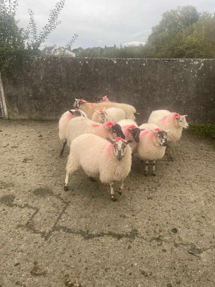 Ewe lambs - Image 3