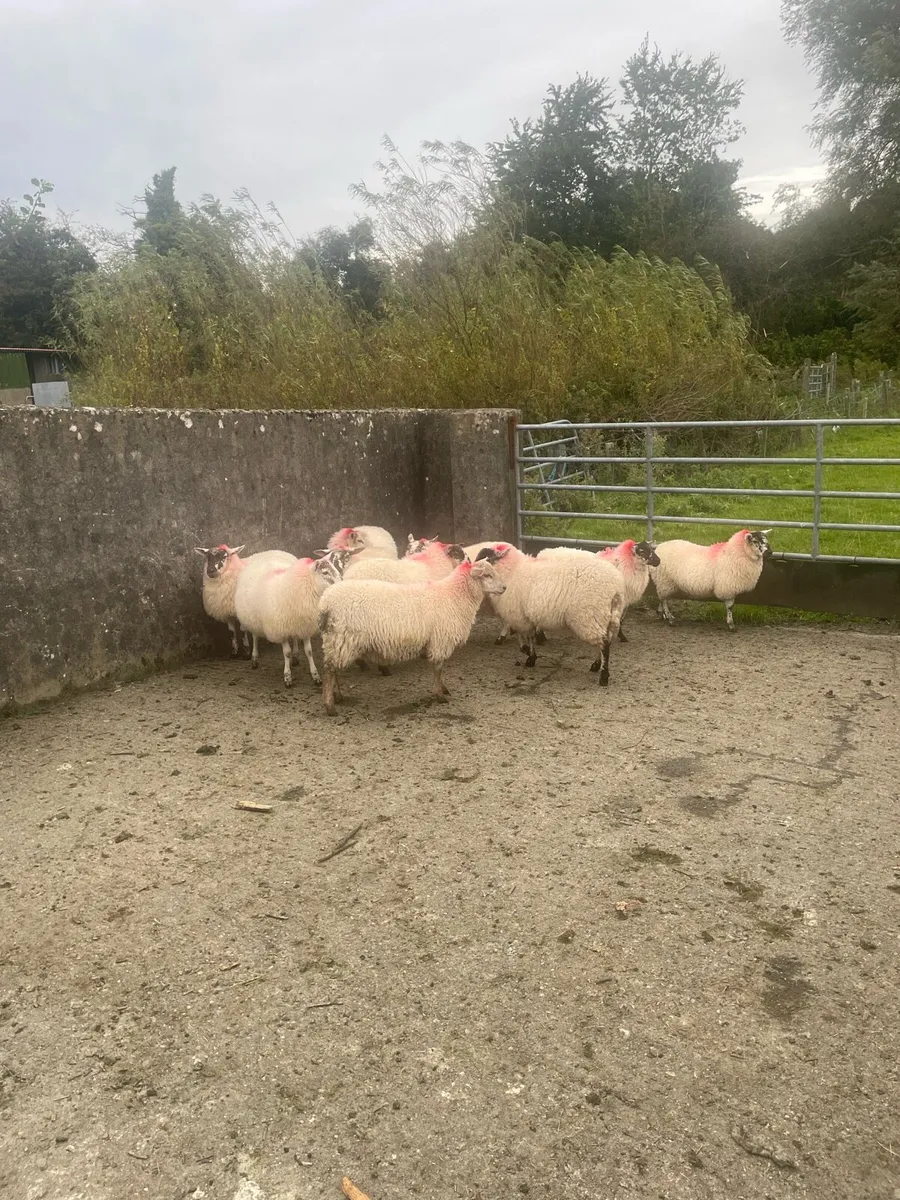 Ewe lambs - Image 4