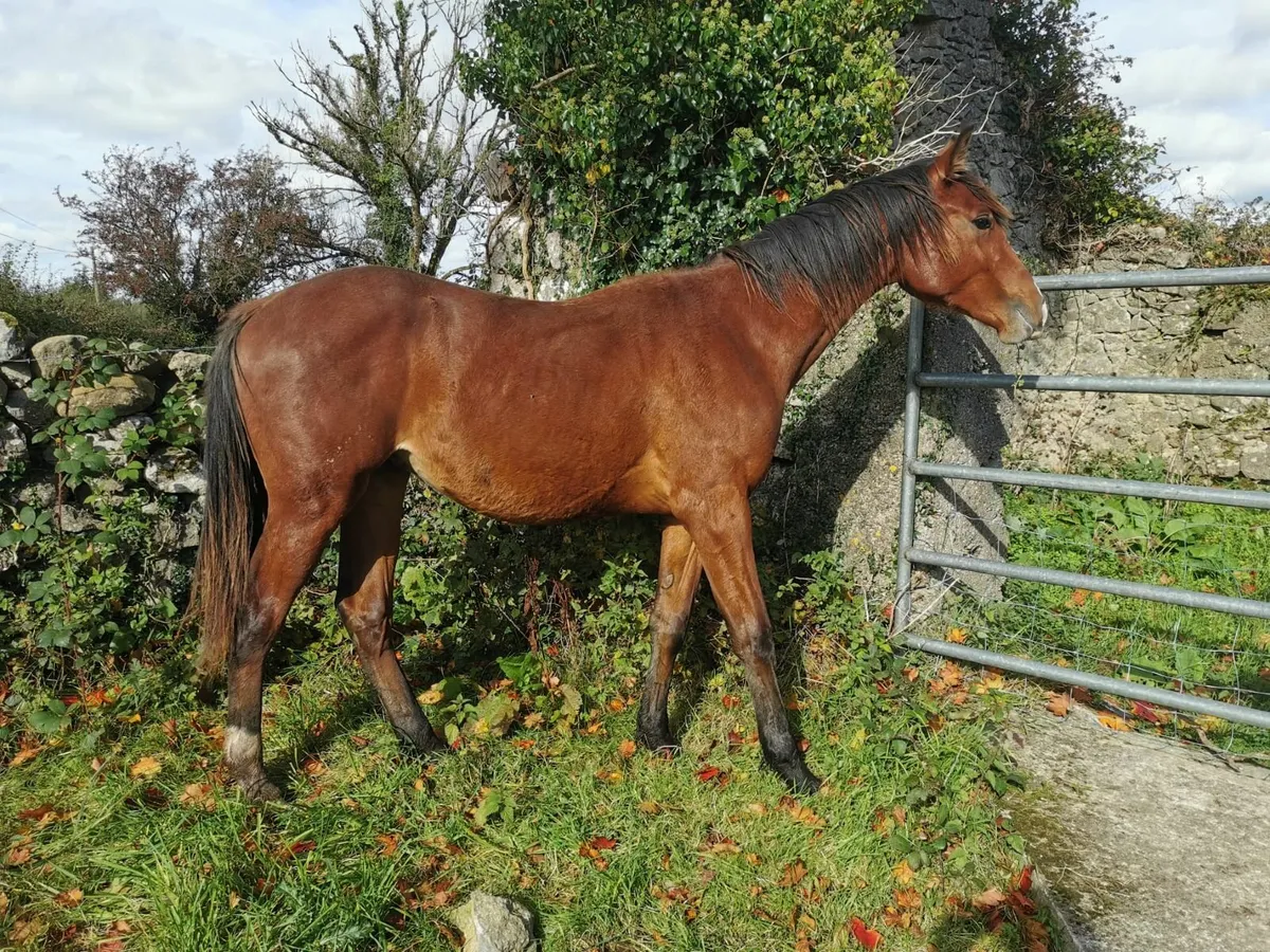 Yearling Colt - Image 3