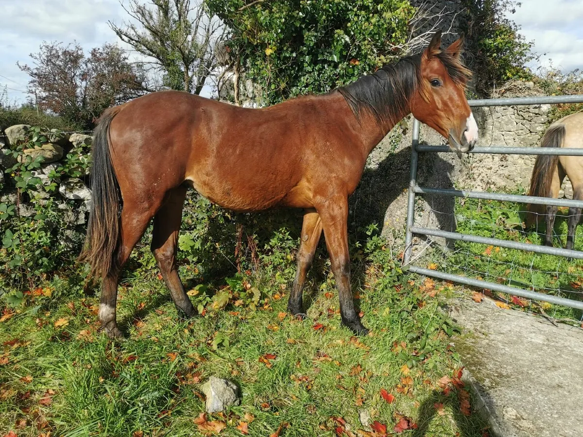 Yearling Colt - Image 1