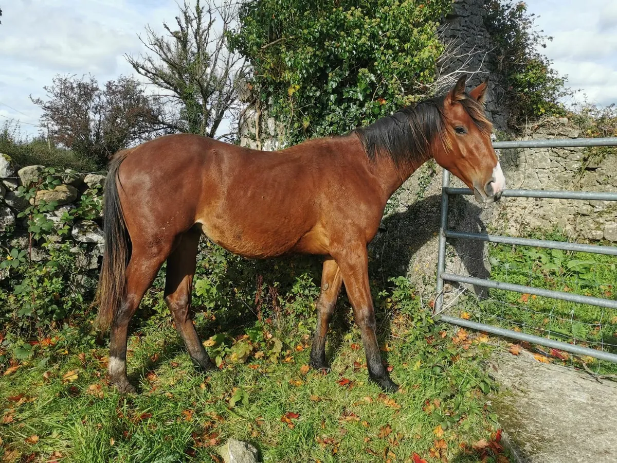 Yearling Colt - Image 4