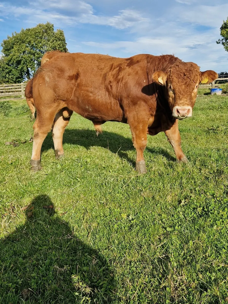 PBR Limousin Bull - Image 1