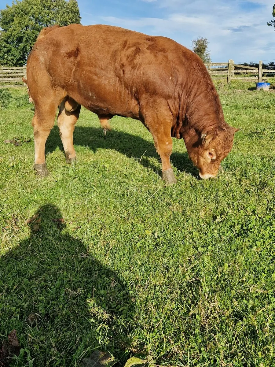 PBR Limousin Bull - Image 2