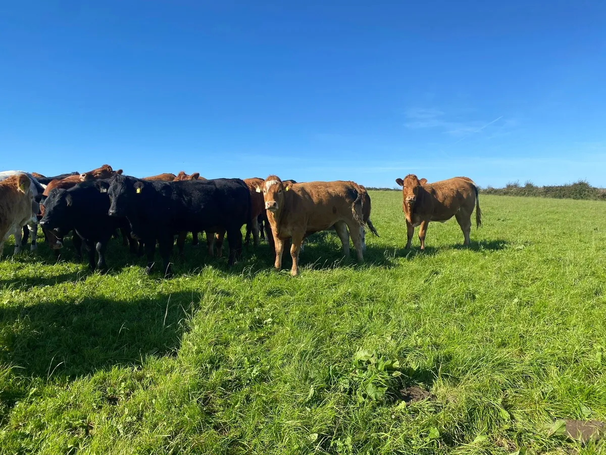 Heifers - Image 3
