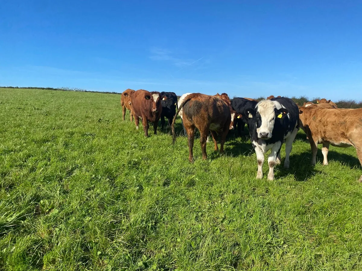 Heifers - Image 4