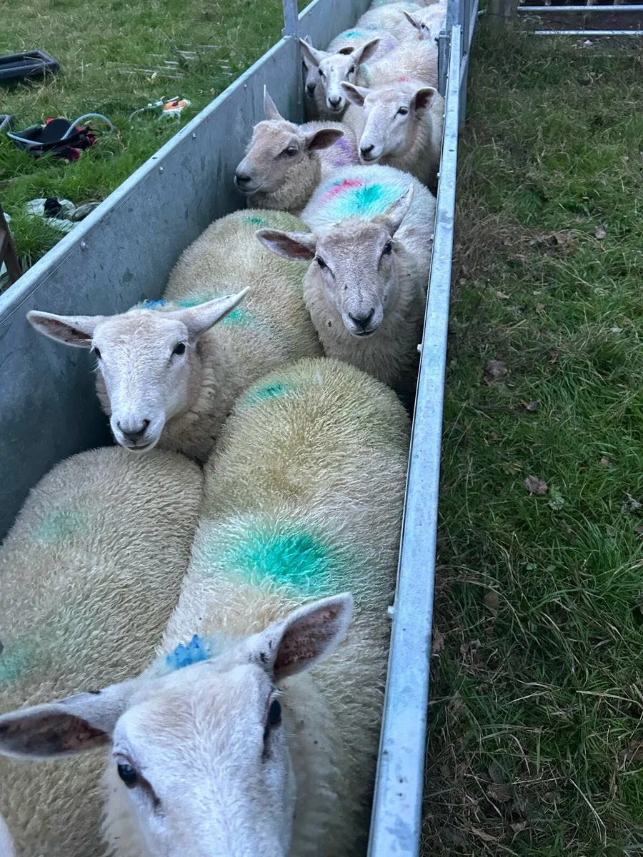Ewe lambs - Image 1
